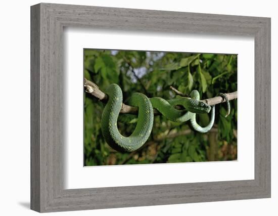 West African tree viper (Atheris chlorechis) on branch Togo. Controlled conditions-Daniel Heuclin-Framed Photographic Print