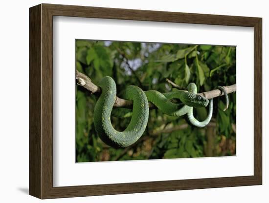 West African tree viper (Atheris chlorechis) on branch Togo. Controlled conditions-Daniel Heuclin-Framed Photographic Print