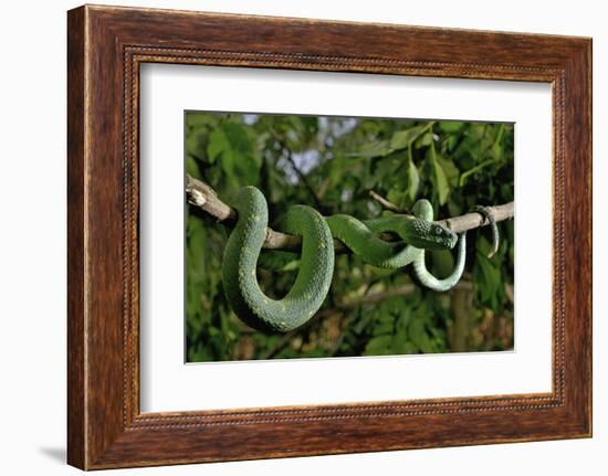 West African tree viper (Atheris chlorechis) on branch Togo. Controlled conditions-Daniel Heuclin-Framed Photographic Print