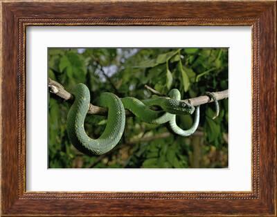 Stock photo of West African tree viper (Atheris chlorechis) portrait, Togo.  Controlled. Available for sale on