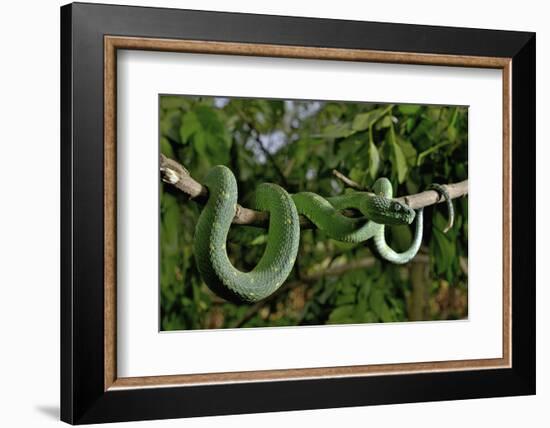 West African tree viper (Atheris chlorechis) on branch Togo. Controlled conditions-Daniel Heuclin-Framed Photographic Print