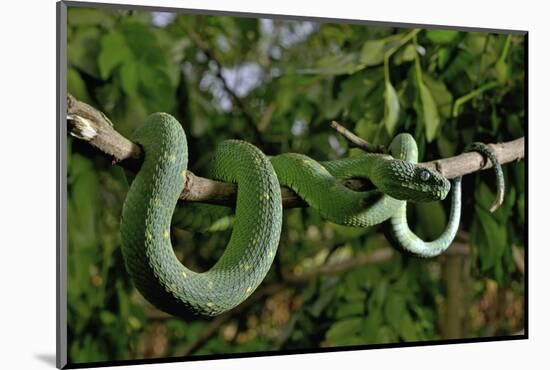 West African tree viper (Atheris chlorechis) on branch Togo. Controlled conditions-Daniel Heuclin-Mounted Photographic Print