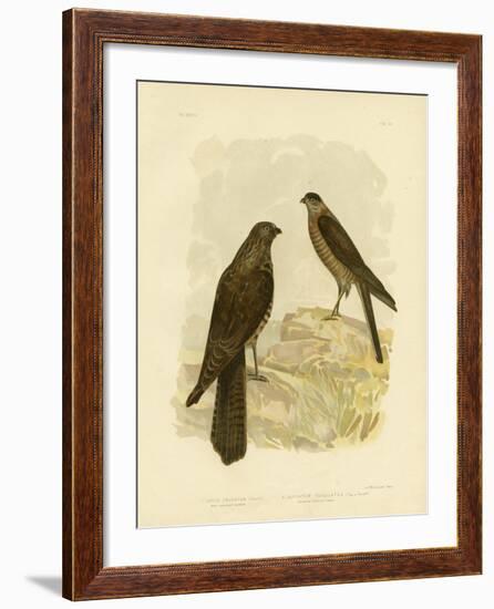 West-Australian Goshawk, 1891-Gracius Broinowski-Framed Giclee Print