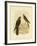 West-Australian Goshawk, 1891-Gracius Broinowski-Framed Giclee Print