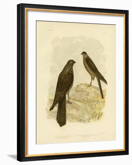 West-Australian Goshawk, 1891-Gracius Broinowski-Framed Giclee Print