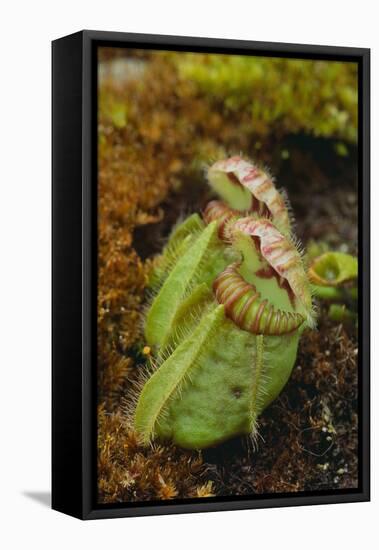 West Australian Pitcher Plant-DLILLC-Framed Premier Image Canvas