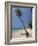 West Bay, Roatan, Largest of the Bay Islands, Honduras, Caribbean, Central America-Robert Francis-Framed Photographic Print