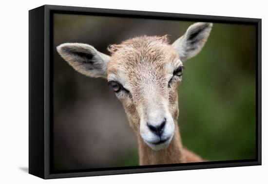 West Caucasian Tur (Capra Caucasica)-l i g h t p o e t-Framed Premier Image Canvas