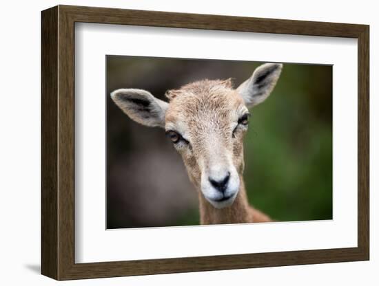 West Caucasian Tur (Capra Caucasica)-l i g h t p o e t-Framed Photographic Print