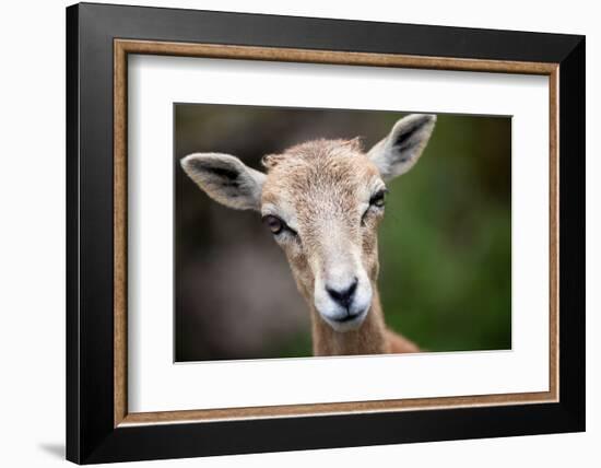 West Caucasian Tur (Capra Caucasica)-l i g h t p o e t-Framed Photographic Print