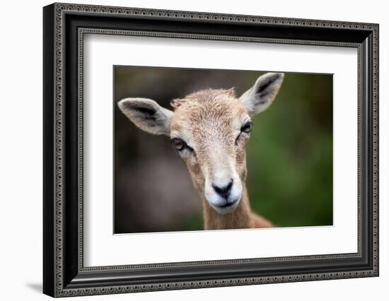 West Caucasian Tur (Capra Caucasica)-l i g h t p o e t-Framed Photographic Print