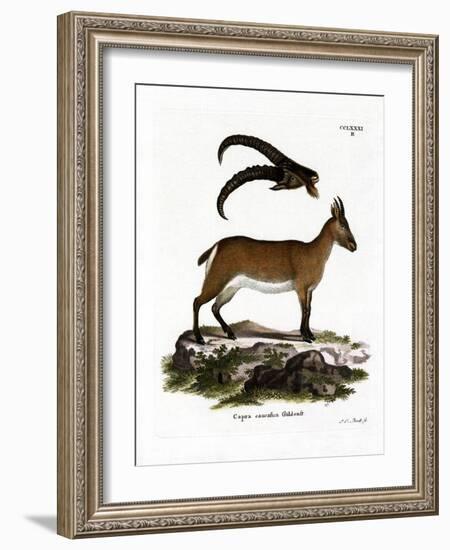 West Caucasian Tur-null-Framed Giclee Print