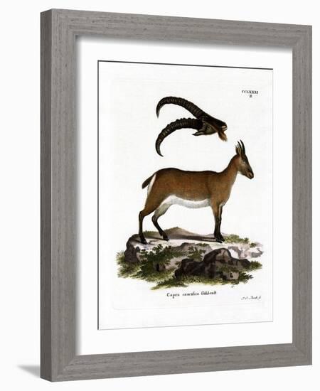 West Caucasian Tur-null-Framed Giclee Print