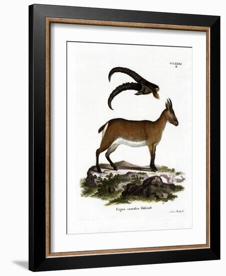 West Caucasian Tur-null-Framed Giclee Print