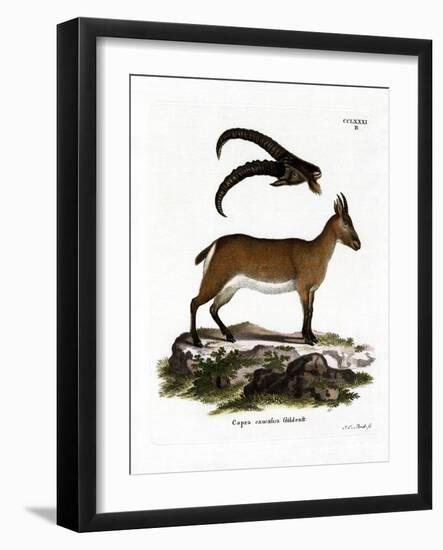 West Caucasian Tur-null-Framed Giclee Print