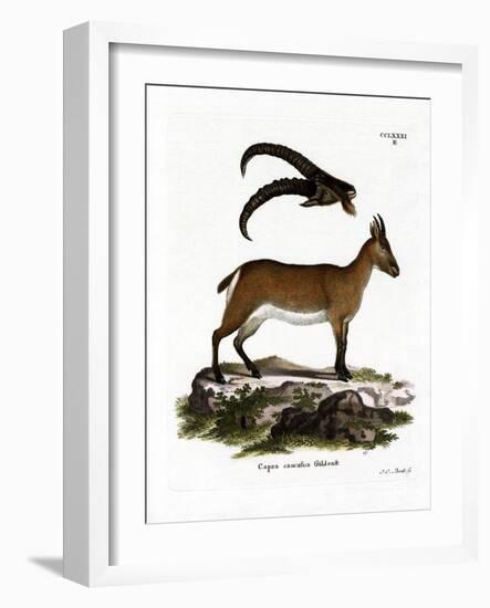 West Caucasian Tur-null-Framed Giclee Print