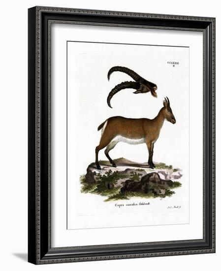 West Caucasian Tur-null-Framed Giclee Print