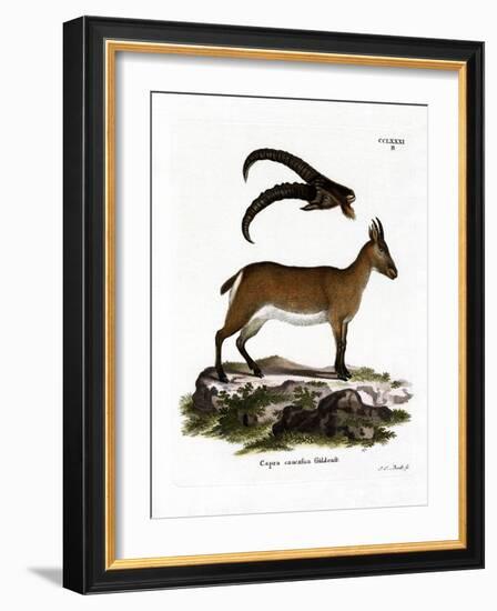 West Caucasian Tur-null-Framed Giclee Print