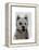 West Highland Terrier Plain-Fab Funky-Framed Stretched Canvas