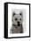 West Highland Terrier Plain-Fab Funky-Framed Stretched Canvas