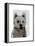 West Highland Terrier Plain-Fab Funky-Framed Stretched Canvas