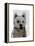 West Highland Terrier Plain-Fab Funky-Framed Stretched Canvas