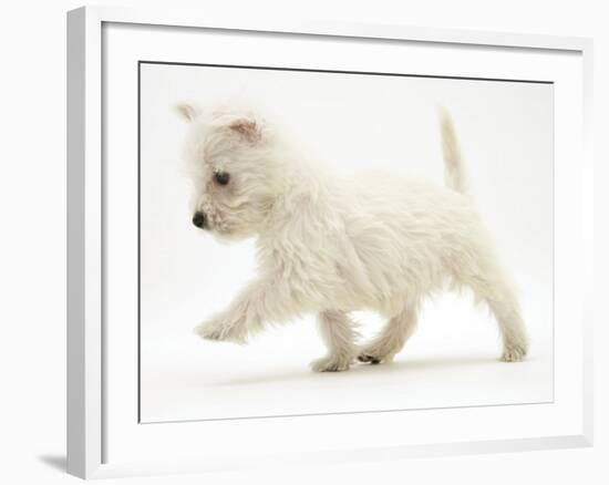 West Highland Terrier Puppy (Canis Familiaris) Walking-Jane Burton-Framed Photographic Print