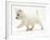 West Highland Terrier Puppy (Canis Familiaris) Walking-Jane Burton-Framed Photographic Print