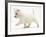 West Highland Terrier Puppy (Canis Familiaris) Walking-Jane Burton-Framed Photographic Print
