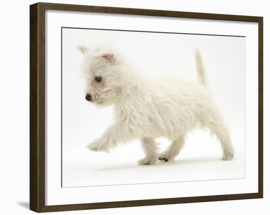 West Highland Terrier Puppy (Canis Familiaris) Walking-Jane Burton-Framed Photographic Print