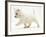 West Highland Terrier Puppy (Canis Familiaris) Walking-Jane Burton-Framed Photographic Print