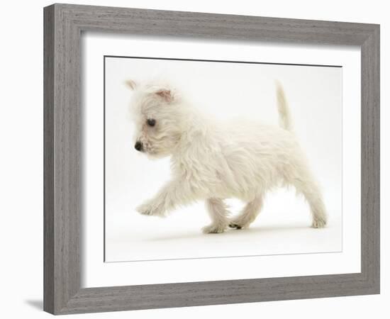 West Highland Terrier Puppy (Canis Familiaris) Walking-Jane Burton-Framed Photographic Print