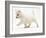 West Highland Terrier Puppy (Canis Familiaris) Walking-Jane Burton-Framed Photographic Print