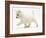 West Highland Terrier Puppy (Canis Familiaris) Walking-Jane Burton-Framed Photographic Print