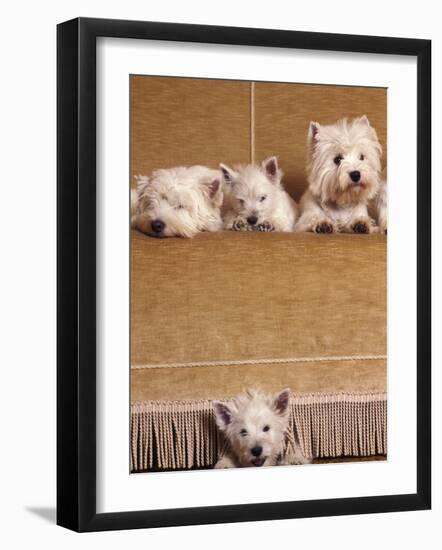 West Highland Terrier / Westie Family Sitting on Couch, One Peeping Our from Under the Couch-Adriano Bacchella-Framed Photographic Print