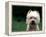 West Highland Terrier / Westie Panting-Adriano Bacchella-Framed Premier Image Canvas