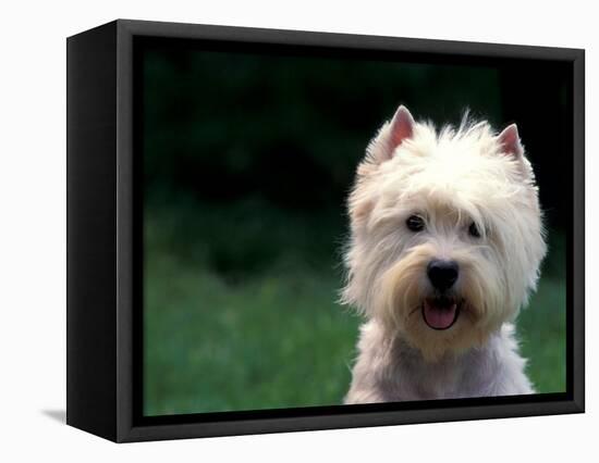 West Highland Terrier / Westie Panting-Adriano Bacchella-Framed Premier Image Canvas