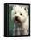 West Highland Terrier / Westie Panting-Adriano Bacchella-Framed Premier Image Canvas