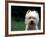 West Highland Terrier / Westie Panting-Adriano Bacchella-Framed Photographic Print