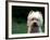 West Highland Terrier / Westie Panting-Adriano Bacchella-Framed Photographic Print