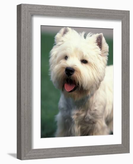 West Highland Terrier / Westie Panting-Adriano Bacchella-Framed Photographic Print