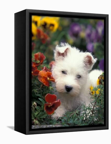 West Highland Terrier / Westie Puppy Among Flowers-Adriano Bacchella-Framed Premier Image Canvas