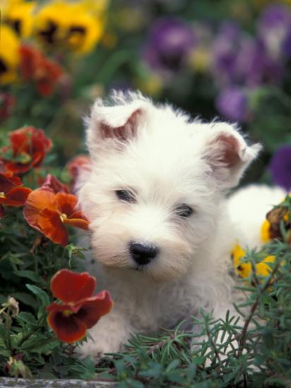 West Highland Terrier Westie Puppy Among Flowers Photographic Print Adriano Bacchella Art Com