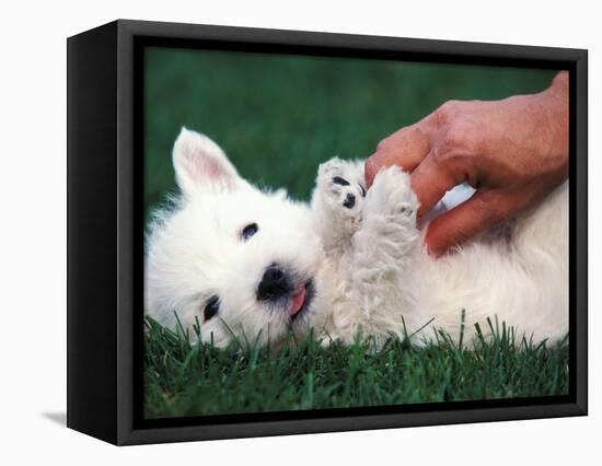 West Highland Terrier / Westie Puppy Being Petted-Adriano Bacchella-Framed Premier Image Canvas