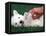 West Highland Terrier / Westie Puppy Being Petted-Adriano Bacchella-Framed Premier Image Canvas