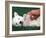 West Highland Terrier / Westie Puppy Being Petted-Adriano Bacchella-Framed Photographic Print