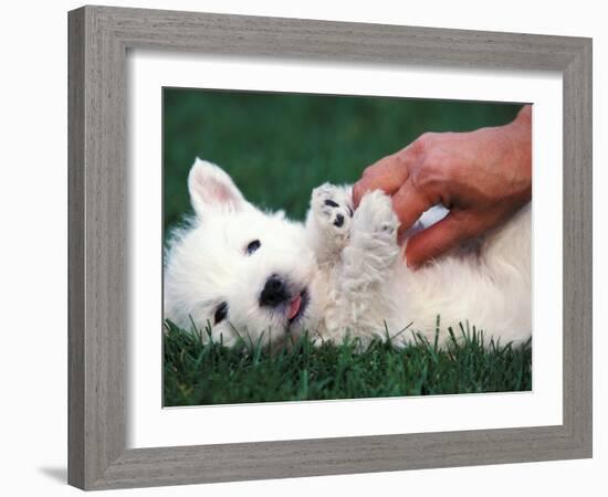 West Highland Terrier / Westie Puppy Being Petted-Adriano Bacchella-Framed Photographic Print