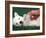 West Highland Terrier / Westie Puppy Being Petted-Adriano Bacchella-Framed Photographic Print