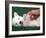 West Highland Terrier / Westie Puppy Being Petted-Adriano Bacchella-Framed Photographic Print