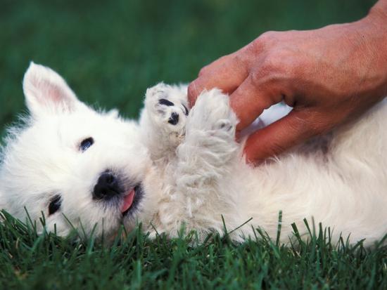 West Highland Terrier Westie Puppy Being Petted Photographic Print Adriano Bacchella Art Com